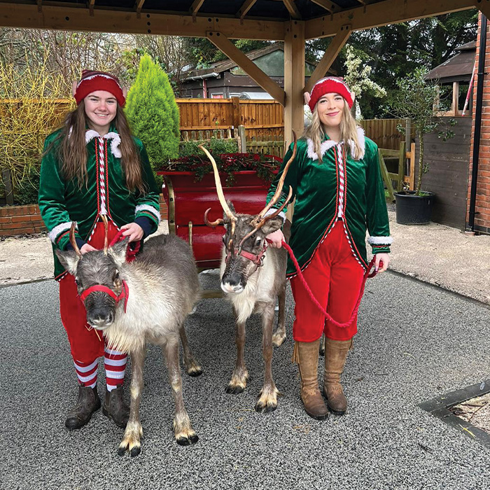 Nationwide Reindeer for Hire - Christmas Events