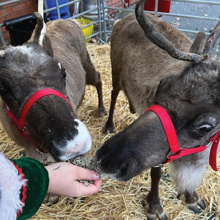 Nationwide Reindeer for Hire - Christmas Events