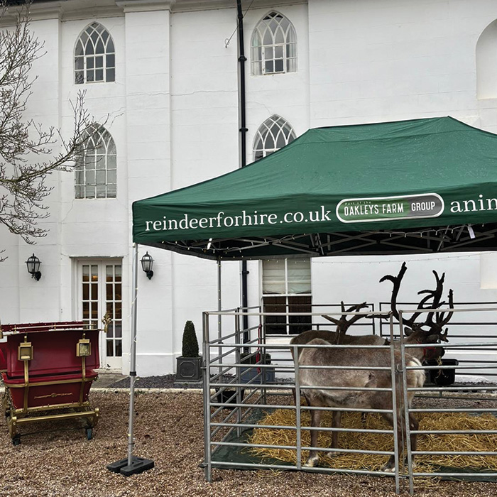 Nationwide Reindeer for Hire - Christmas Events