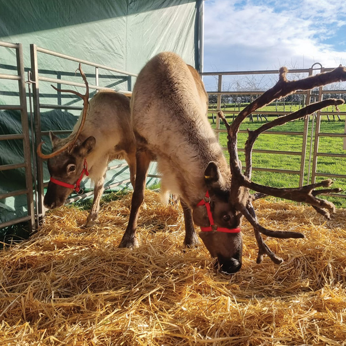 Nationwide Reindeer for Hire - Christmas Events